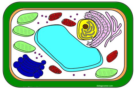 Plant Cell Coloring Answers Plant Cell Coloring Answers