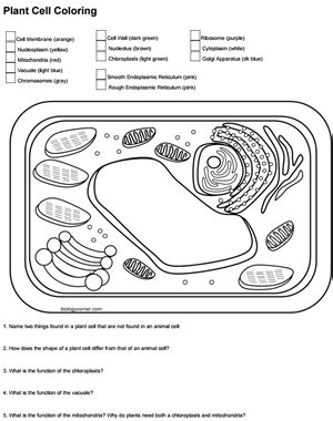 Plant Cell Coloring Worksheet Plant Cell Coloring Worksheet