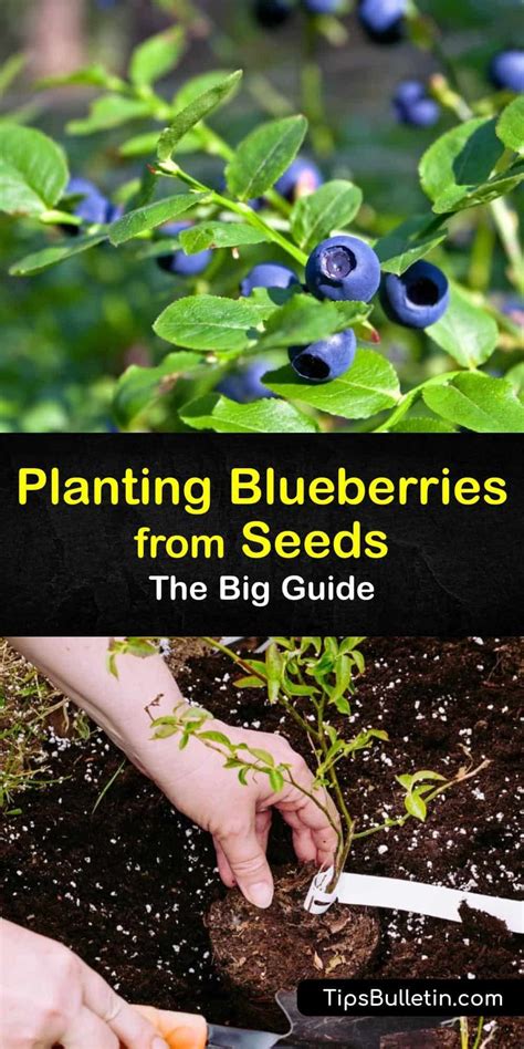 Planting Blueberries From Seeds The Big Guide Growing Blueberries Planting Blueberries From Seeds The Big Guide Growing Blueberries