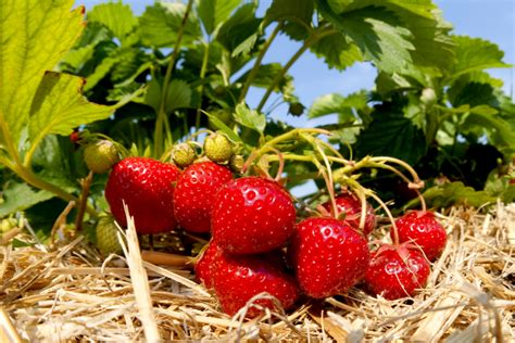 Planting Growing Strawberries How To Plant A Strawberry Patch