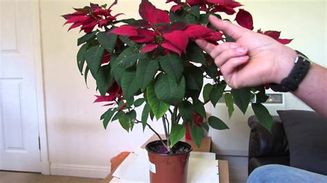 Poinsettia Care After Flowering Youtube Poinsettia Care After Flowering Youtube