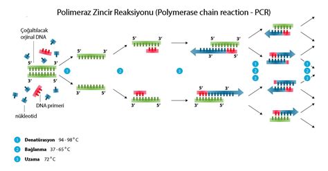 Polimeraz Zincir Reaksiyonu Pcr Molek Lce Polimeraz Zincir Reaksiyonu Pcr Molek Lce