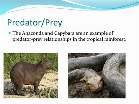 5 Predator Prey Tactics