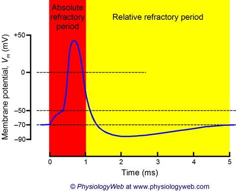 Relative Refractory Period Explained