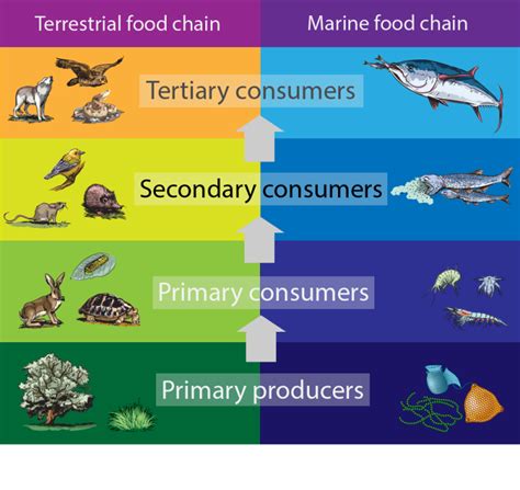 5 Secondary Consumers