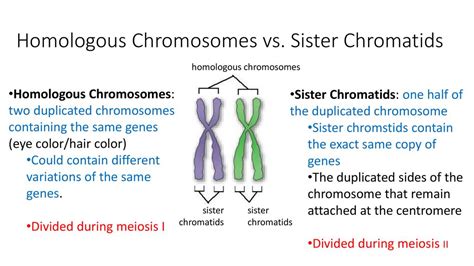 Sister Chromatids Vs Homologous Chromosomes Youtube Sister Chromatids Vs Homologous Chromosomes Youtube