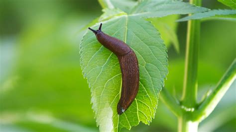 Slugs in Your Garden