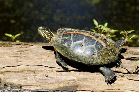 Southern Painted Turtle Facts And Pictures Southern Painted Turtle Facts And Pictures