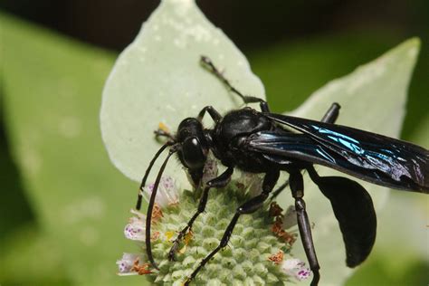 Sphex Pensylvanicus Great Black Wasp Henry Hartley Sphex Pensylvanicus Great Black Wasp Henry Hartley