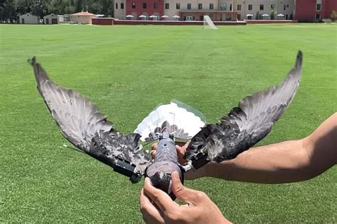 Stuffed Dead Birds Made Into Drones Could Spy On Animals Or Humans Stuffed Dead Birds Made Into Drones Could Spy On Animals Or Humans
