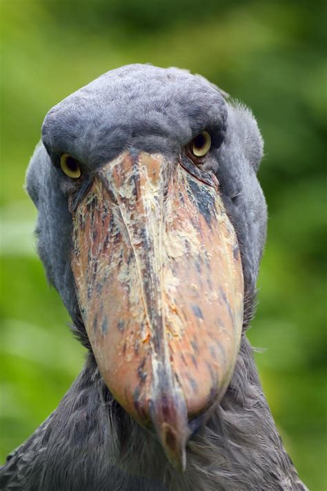 Terrifying Birds Terrifying Birds
