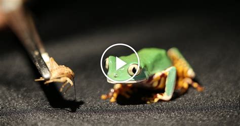 The Power Of Frog Spit The New York Times The Power Of Frog Spit The New York Times