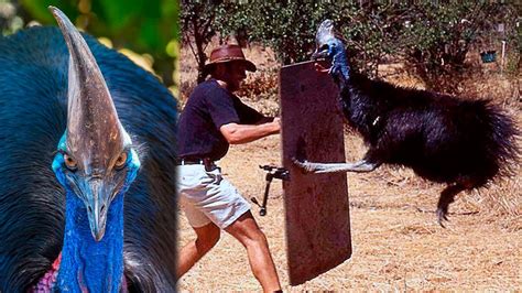 The Real Killer Bird Cassowary Can Hook Out The Internal Organs Of A The Real Killer Bird Cassowary Can Hook Out The Internal Organs Of A