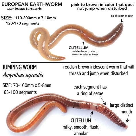 What Are Jumping Worm At Katherine Roosa Blog What Are Jumping Worm At Katherine Roosa Blog