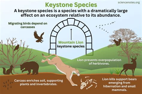 Keystone Species Explained