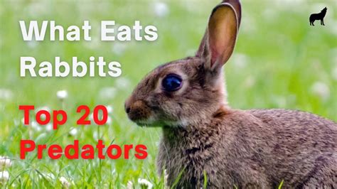 What Eats Rabbits