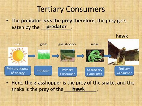 Tertiary Consumer Definition