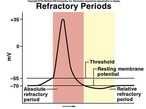 What Is Relative Refractory Period What Is Relative Refractory Period