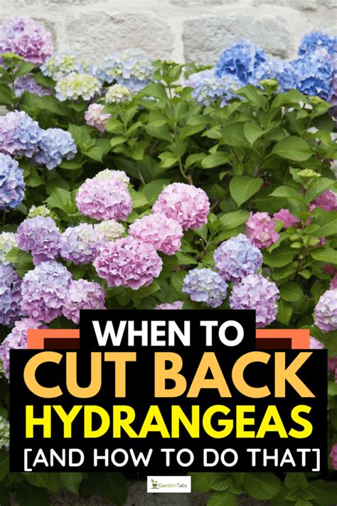 When To Cut Back A Hydrangea Bush Back Gardener When To Cut Back A Hydrangea Bush Back Gardener