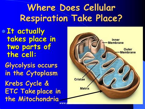 5 Places Respiration Occurs