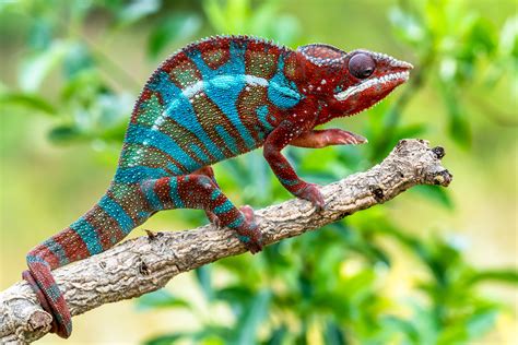 5 Reasons Chameleons Change Color