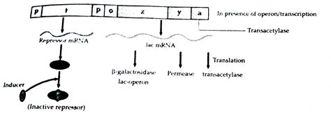 Write The Different Components Of A Lac Operon In E Coli Explain Its Write The Different Components Of A Lac Operon In E Coli Explain Its